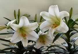 Close up of Easter Lily