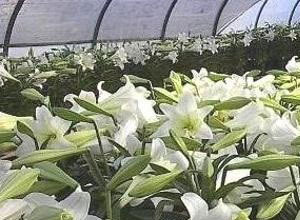 Rows of Easter Lilies in greenhouse